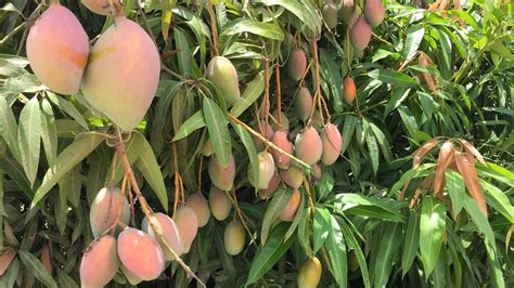 Sequía alcanza a productores de mango en el norte de Sinaloa