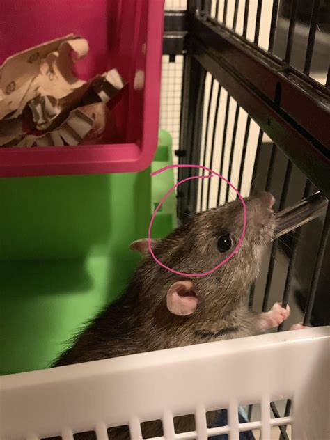 Rock hard lump on face? Feels like solid bone and is immobile but