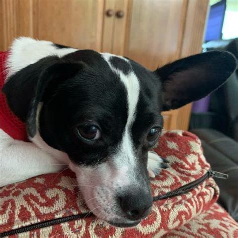 Milo Compact Canine Rescue