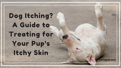 Dog Itching A Guide To Treating Your Pups Itchy Skin Pet Care Dog