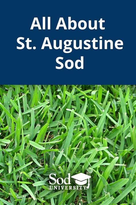 Green Grass With The Words All About St Augustine Sod