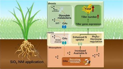 二氧化硅纳米材料通过调节根际过程、氮吸收和激素途径促进水稻分蘖和产量acs Sustainable Chemistry