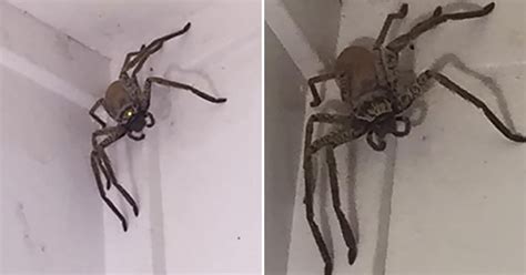 Giant Australian House Spider