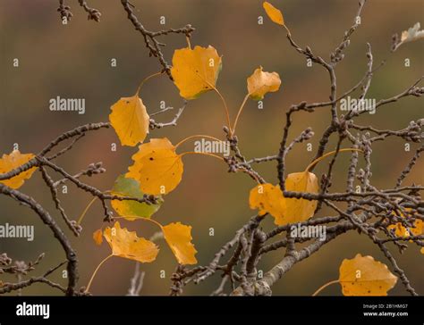 Aspen, Populus tremula, leaves turning yellow in autumn Stock Photo - Alamy