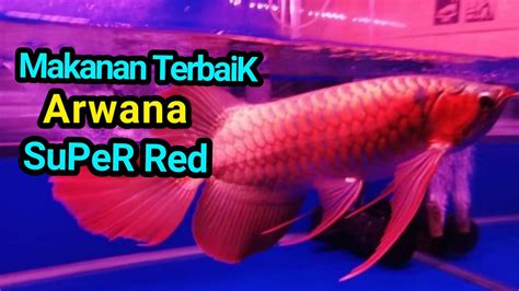 Jenis Makanan Terbaik Agar Arwana Super Red Cepat Merah Youtube