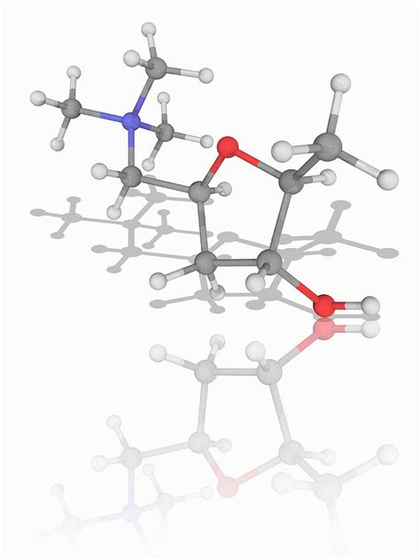 Muscarine Organic Compound Molecule Photograph By Laguna Design Science