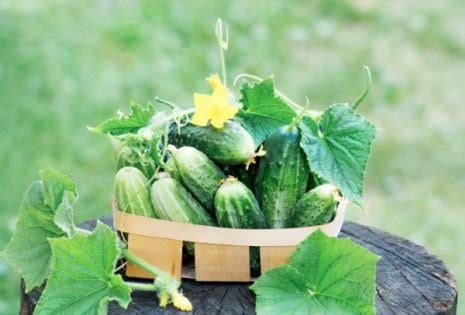 Огурцы: семена лучшие самоопыляемые пучковые длительного плодоношения ...