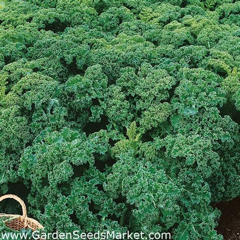 Kale Seeds Selection Of 4 Varieties Garden Seeds Market Free Shipping