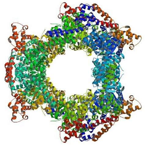 Dnab Translocates Along Double Stranded Dna And Unwinds A Forked Dna Download Scientific