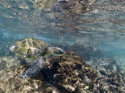 Snorkel Rentals Kihei And Wailea 50 Off Free Fins Auntie Snorkel