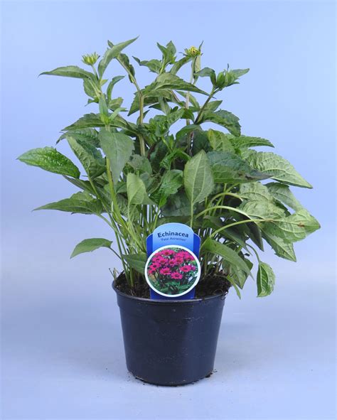 Echinacea Purpurea Fatal Attraction Kaufen Bei OBI