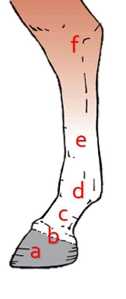 Equine Anatomy Hind Limb Diagram Quizlet