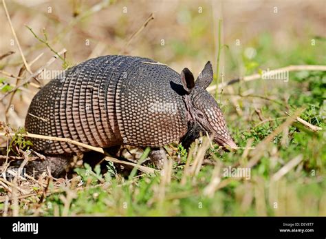 Armadillo Florida Hi Res Stock Photography And Images Alamy
