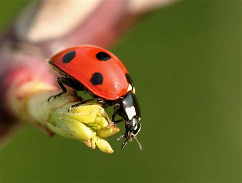 HD Wallpaper Macro Photography Of Lady Bug Ladybird Ladybird In