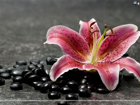 🔥 [40+] Lilies Wallpapers | WallpaperSafari