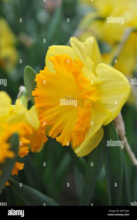 Yellow Large Cupped Daffodils Narcissus Ferris Wheel In A Garden In