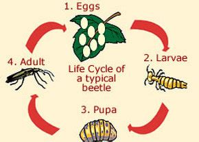 Morphology & Life Cycle - The Bombardier Beetle