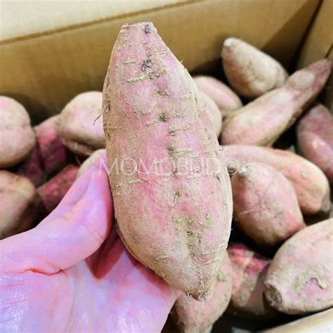 Japanese Annou Satsumaimo Sweet Potato MomoBud