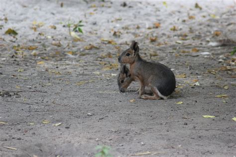 Maras Rodents Animals Young Free Photo On Pixabay Pixabay