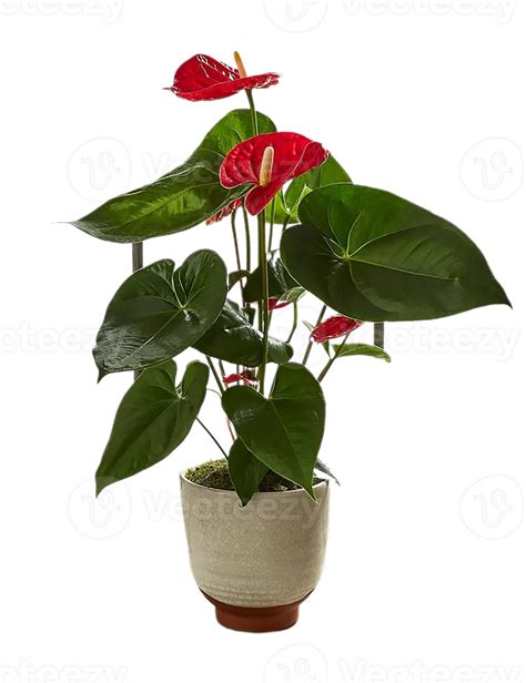 Anthurium Flower Png Transparent Background 29711689 PNG