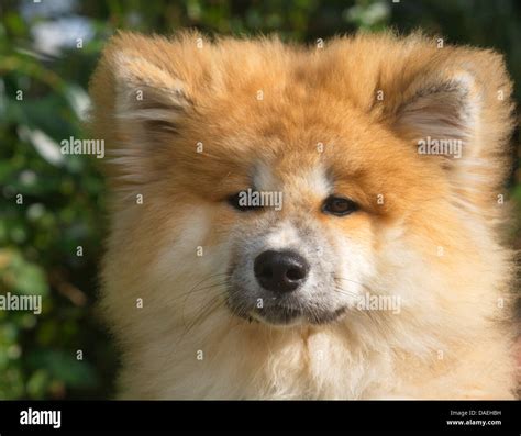 Akita Inu High Resolution Stock Photography And Images Alamy