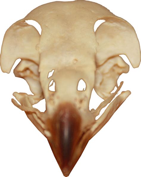 buzzard - skull by einstein64k on DeviantArt