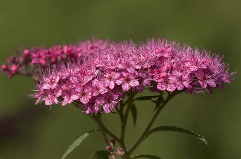 Best Shrubs With Pink Or Magenta Flowers