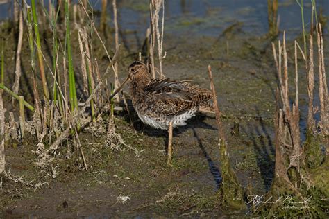 B Cassine Des Marais Gallinago Gallinago Common Snipe Flickr