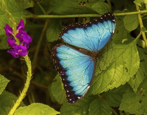 Blue Morpho Butterfly Caterpillar