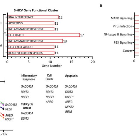 Short-term HCV (S-HCV)-associated network function gene analysis. (A ... 