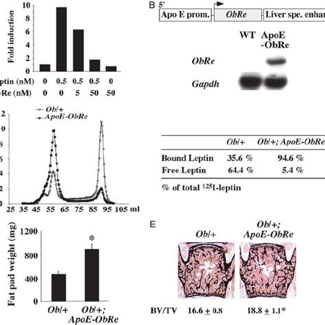 Leptin And Bone Mass In Lipodystrophic Mice Expression Of The