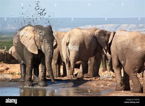 African Elephants, South Africa Stock Photo - Alamy