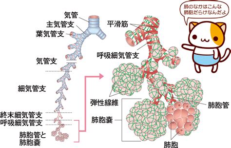 呼吸系の器官のしくみ｜呼吸する（2） 看護roo [カンゴルー]