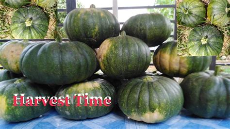 Kalabasa Farming First Harvest 4th Update Farmlife Ph