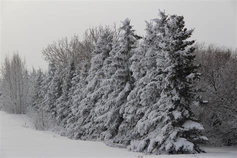 Snowy Trees Free Stock Photo Public Domain Pictures