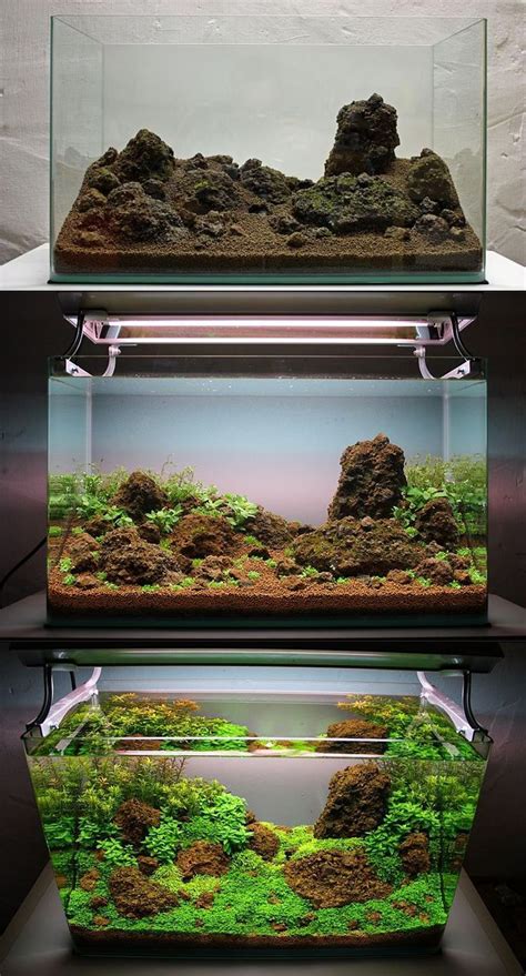 Cara Membuat Aquascape Sederhana