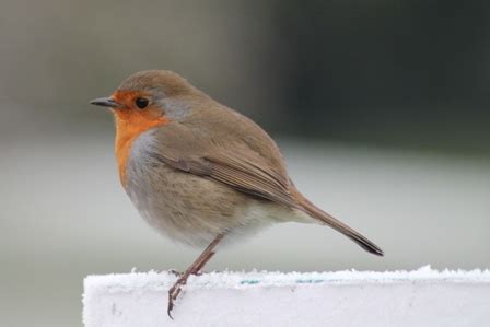 Why are Robins tame?