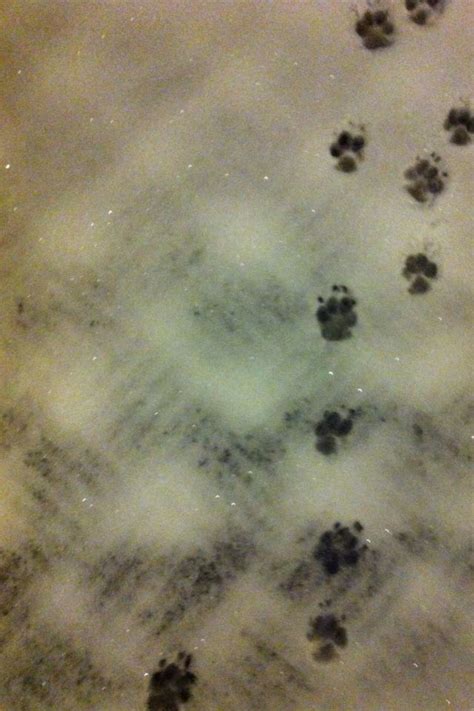 Westie Footprints In The Snow White Dogs Westies Paw Print Tattoo
