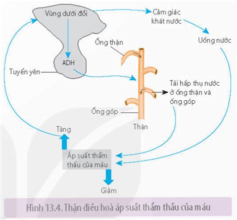 Lý thuyết Bài tiết và cân bằng nội môi Sinh học 11 Kết nối tri thức