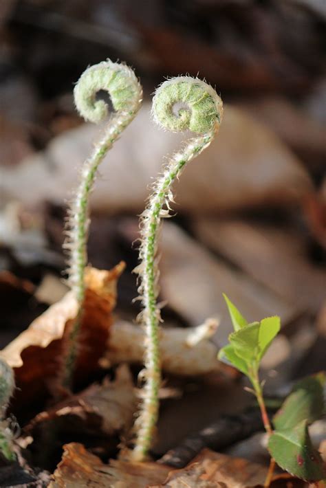 Fern Fiddleheads Upper Marlboro Md Vwiest Flickr