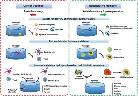 Overview Of Hydrogelbased Strategies For Immunomodulation In Cancer