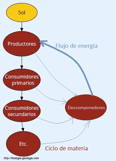 Esquema Intercambio De Materia Y Energia Ejemplos Nuevo Ejemplo