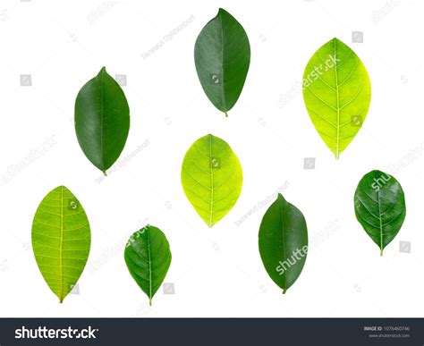 Different Shapes Leaves On White Background Stock Photo 1076460746 | Shutterstock