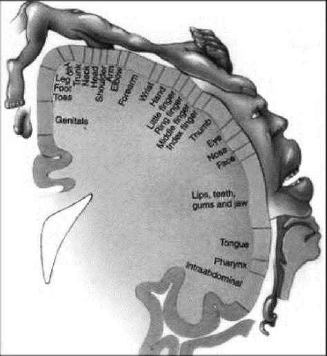 Somatosensory cortex showing the share of senses source:... | Download ...