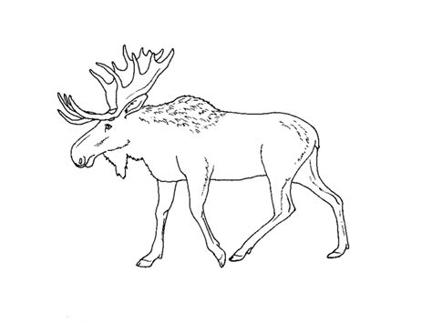 moose drawing