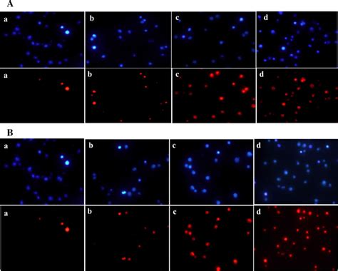 A Hoechst 33258 And PI Based Apoptotic Morphological Changes In Jurkat