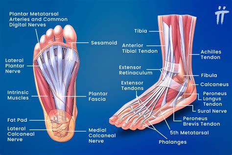 What Is Heel Spur Symptoms Diagnosis And Treatment Turanandturan