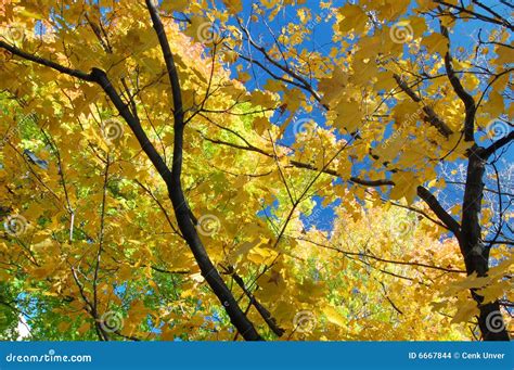 Maple Tree Branches Stock Photo Image Of Color Season 6667844