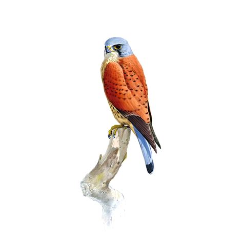 Kestrel Bird Facts | Falco Tinnunculus