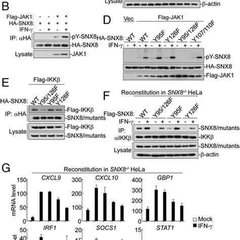 Phosphorylation Of SNX8 At Tyr95 And Tyr126 Is Essential For Its